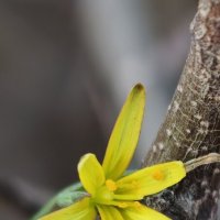 Весна :: Мариша Весна :: Мариша