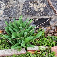 Первые тюльпаны :: Юрий Гайворонскiий