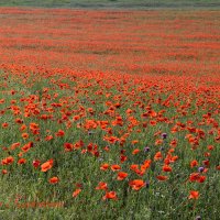 Природа Крыма :: Изумительная Космея