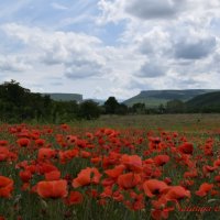 Природа Крыма :: Изумительная Космея