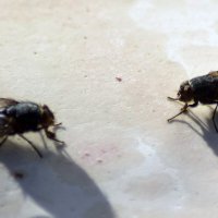 Перед дуелью. :: ВикТор Быстров