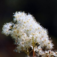 Медовый лета аромат. :: nadyasilyuk Вознюк