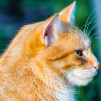 Золотой. :: Игорь Викторов