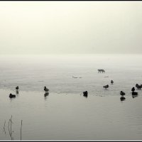 Идет охота :: Aleksandr Gal