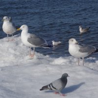 Чайки и голубь на море :: Рита Симонова