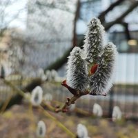 ,,, :: Сергей Тимоновский