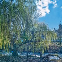 Плакучая ива :: Jakob Dick