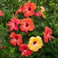 ЦВЕТЫ :: МАРИЯ ПОПОВА