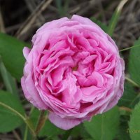 Роза :: Freddy 97