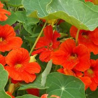 Настурция :: Freddy 97