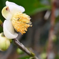 Шри-Ланка. А вот так цветет чай. :: Александр Беляков