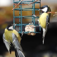 весна :: ИННА ПОРОХОВА