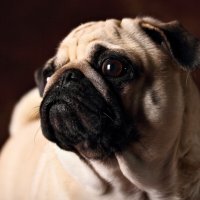 Ладушка :: Владимир 