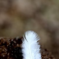 Легкость к лету.... :: Александр Кондаков Легкость к лету.... :: Александр Кондаков