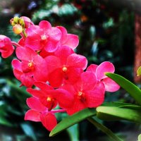 Орхидея для Сергея Ермошкина(id 218401) :: Aida10 Орхидея для Сергея Ермошкина(id 218401) :: Aida10