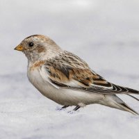 Пуночка (арктический воробей) :: Николай Ловец