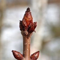 19 марта - природа просыпается! :: Светлана 