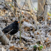 *** :: Игорь Протасов