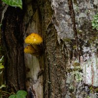 нет земли- не проблема. :: Ольга Косачова