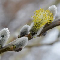 Весенний дождик.... :: Надежда Куркина