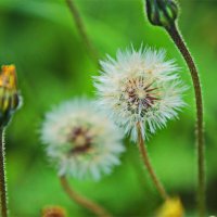 Природа 2026 :: Владислав Воровский 