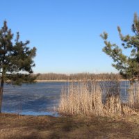 Весна в Купчино :: Наталья Герасимова