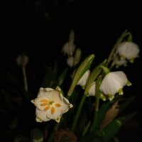 Белоцветник :: Сапсан