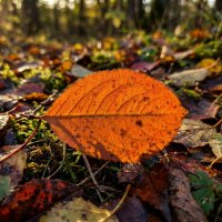 Рыжий лист Черноплодной рябины :: Лилия 