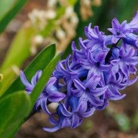 Весна идёт... :: Светлана Тихонина