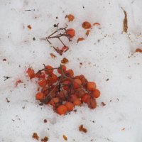 февральское :: Елена Шаламова