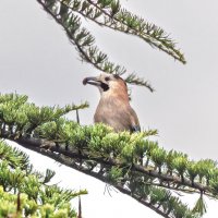 сойка :: юрий макаров