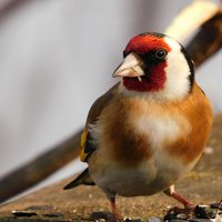 Щегол :: Лина 