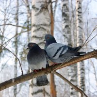 * :: Галина Нестратова