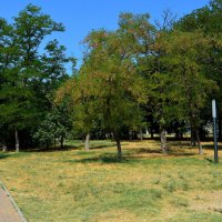 Керчь. Акации на лужайке Комсомольского парка летом. :: Пётр Чернега