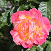 САДОВАЯ РОЗА :: Валентина 