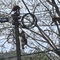 Шри-Ланка. Своя братва - электрики... :: Александр Беляков