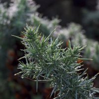 Символ Шотландии :: Ольга 