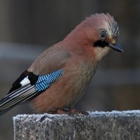 Разбойница :: Георгий Бондаренко