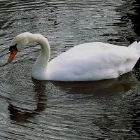 Из жизни птиц(серия) :: Владимир Манкер