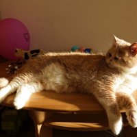 Гороша... :: Галина 