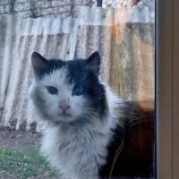 Незнакомый котик... :: Наталья 