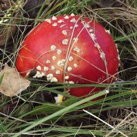 Мухомор :: Freddy 97