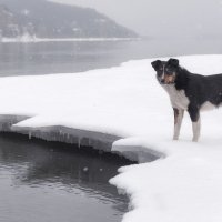 На льдине :: Марина Фомина.