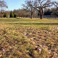 Мартовское цветение крокусов. :: Лия ☼