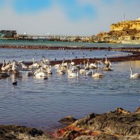 Каспий :: Анатолий Чикчирный