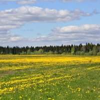 Русское поле :: Сергей Сомихин
