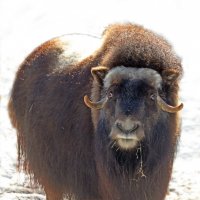 овцебык :: Михаил Бибичков