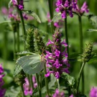 Про лимонницу... :: Николай Гирш