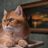 Мурка :: Мария Гуськова