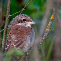 Жулан-сорокопут :: Владимир Лазарев